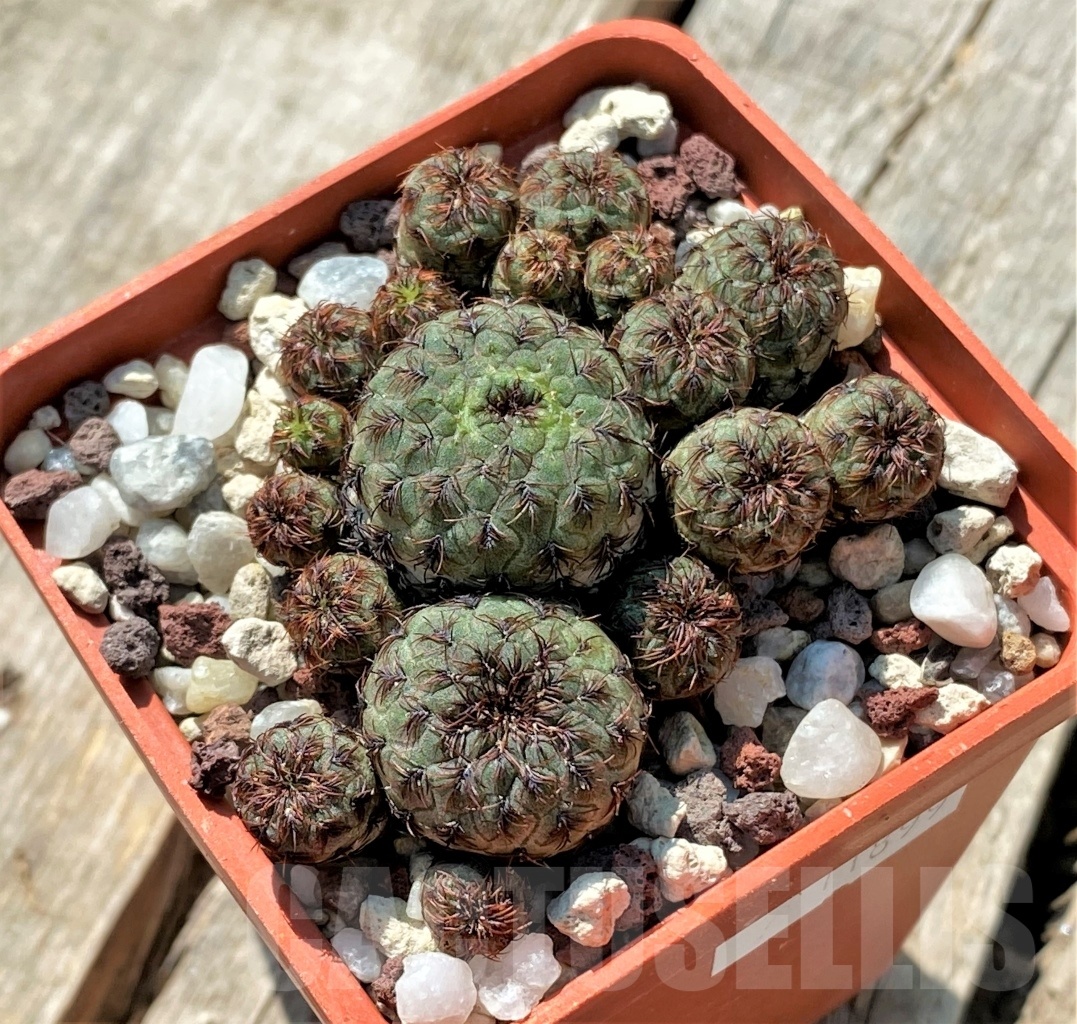 SHPR11899 Sulcorebutia rauschii HS 121