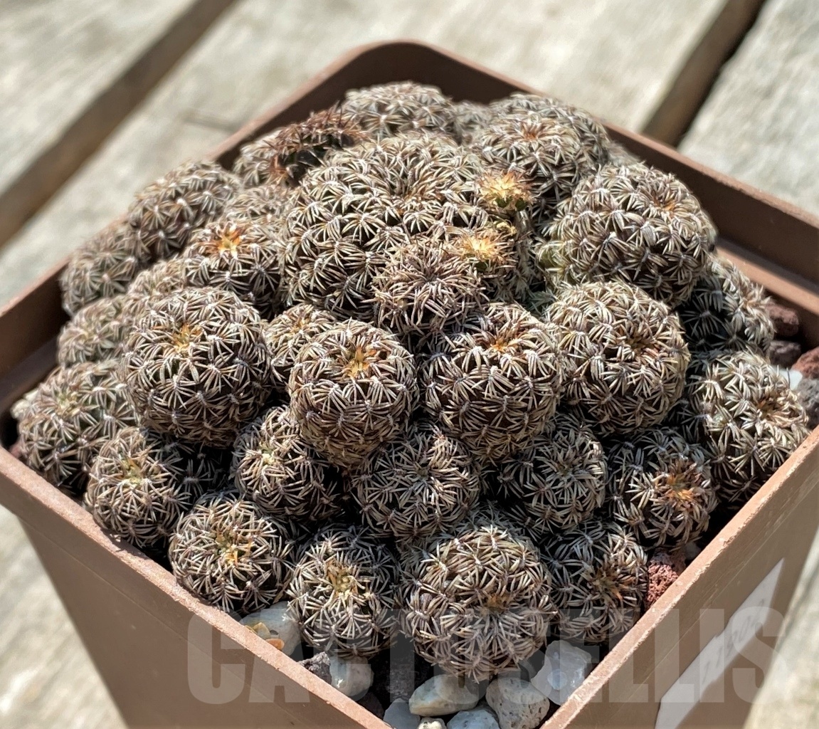 SHPR11902 Sulcorebutia augustinii HS152