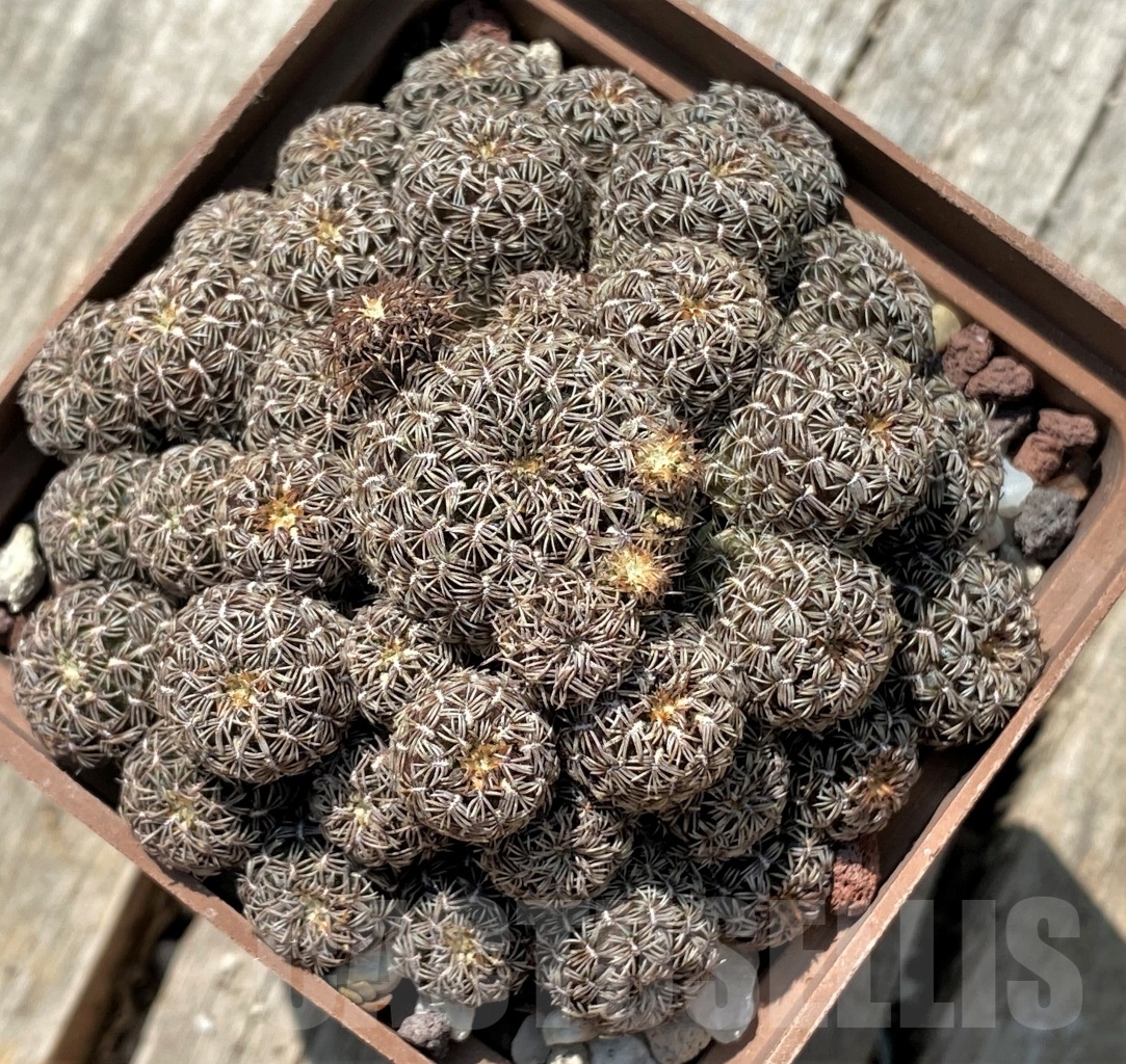 SHPR11902 Sulcorebutia augustinii HS152 – Bild 2