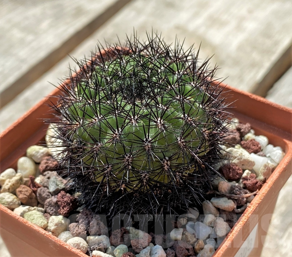 SHPR11903 Sulcorebutia mentosa