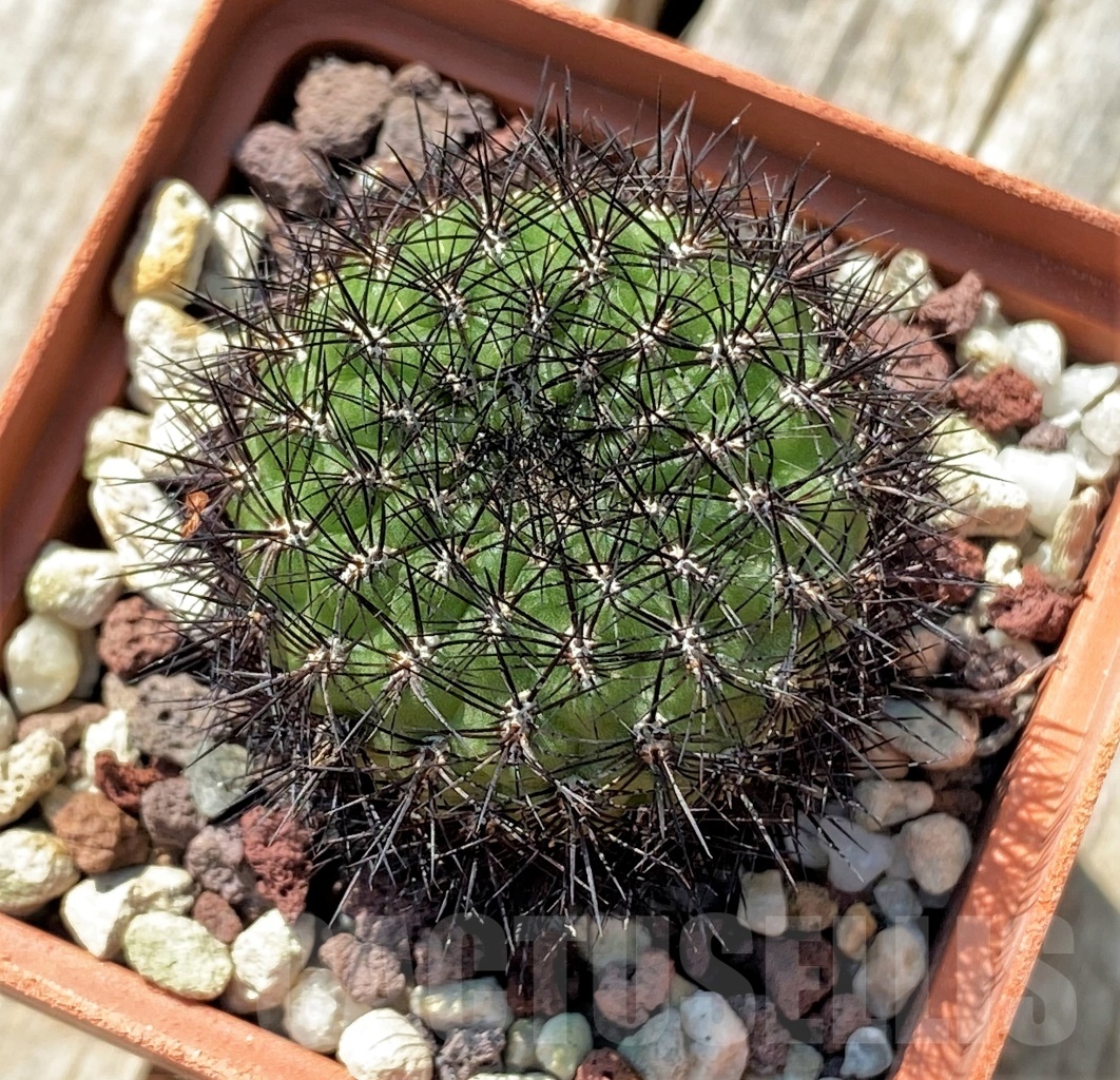 SHPR11903 Sulcorebutia mentosa – Bild 2