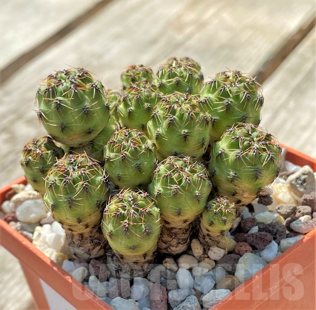 SHPR11904 Sulcorebutia tarabucoensis JK 66 -Hoano loma-