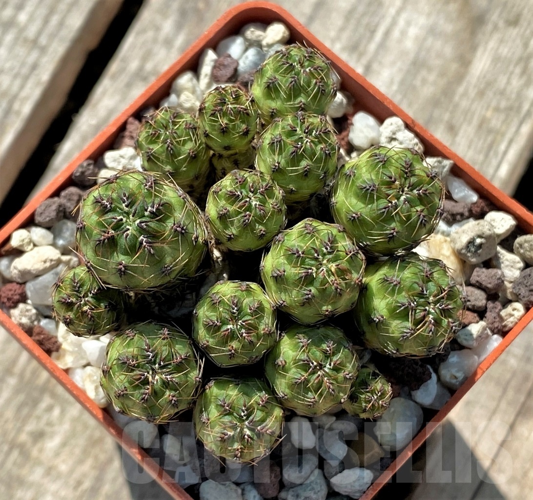 SHPR11904 Sulcorebutia tarabucoensis JK 66 -Hoano loma- - Зображення 2