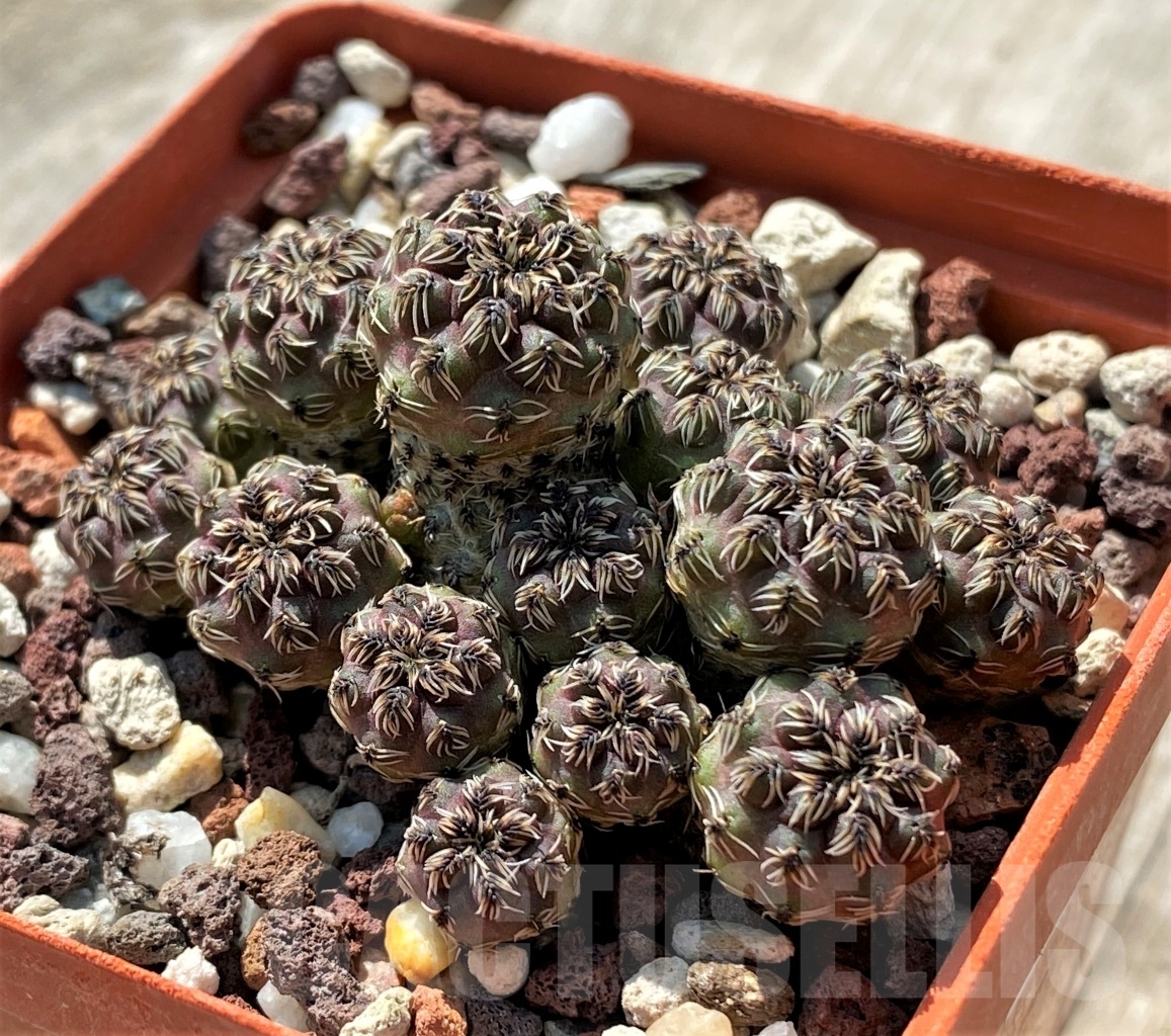 SHPR11905 Sulcorebutia tarabucoensis