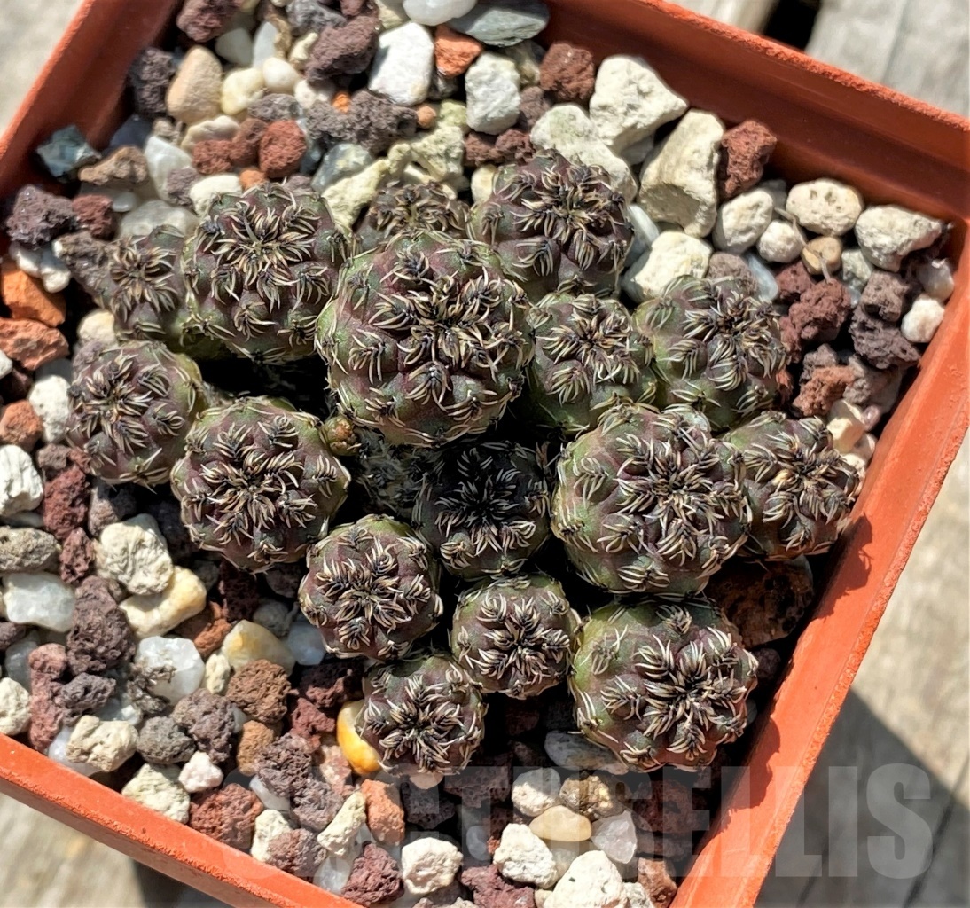 SHPR11905 Sulcorebutia tarabucoensis - Obrázek 2