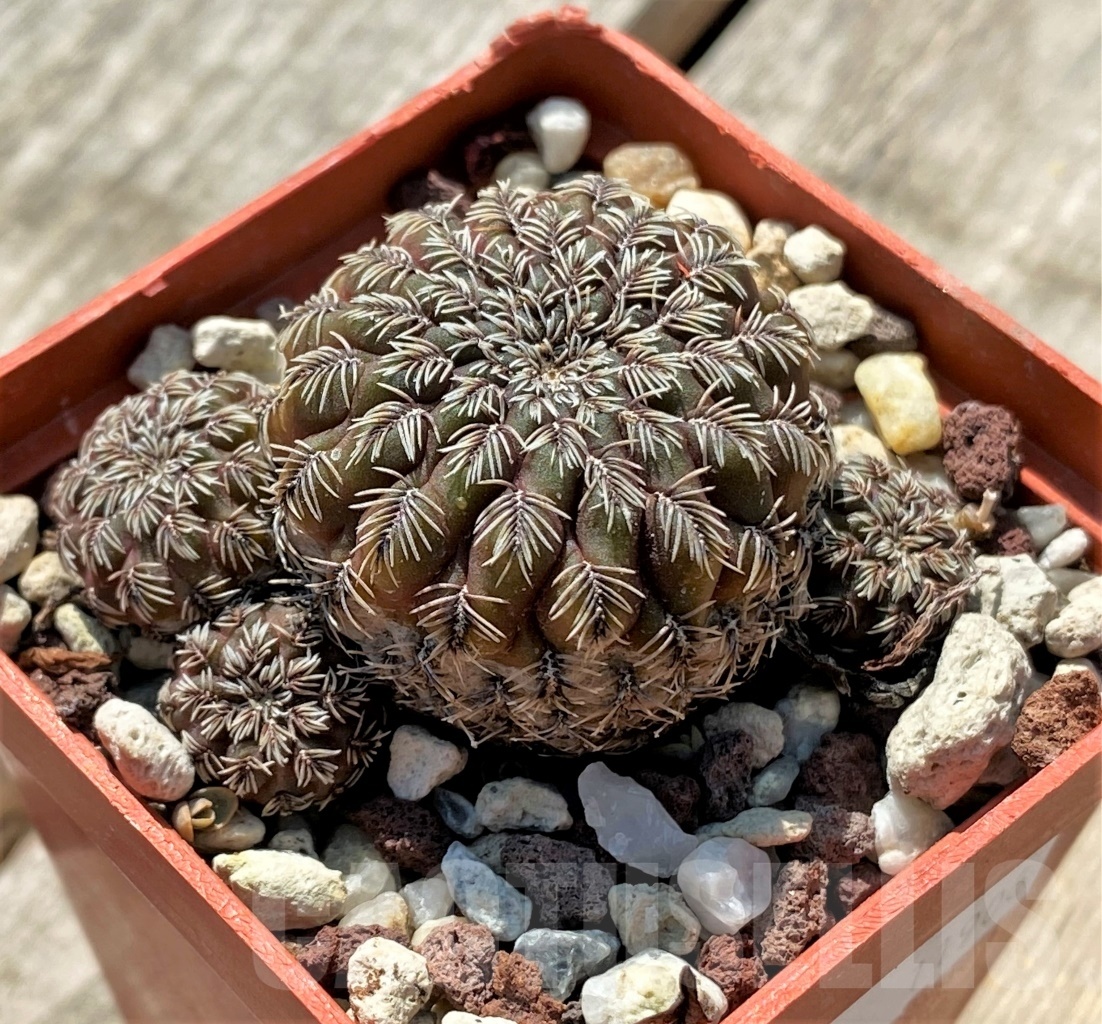 SHPR11906 Sulcorebutia canigueralii v. brevispina VZ 161