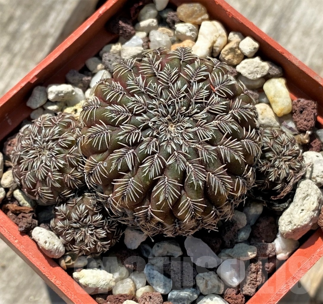 SHPR11906 Sulcorebutia canigueralii v. brevispina VZ 161 - Image 2