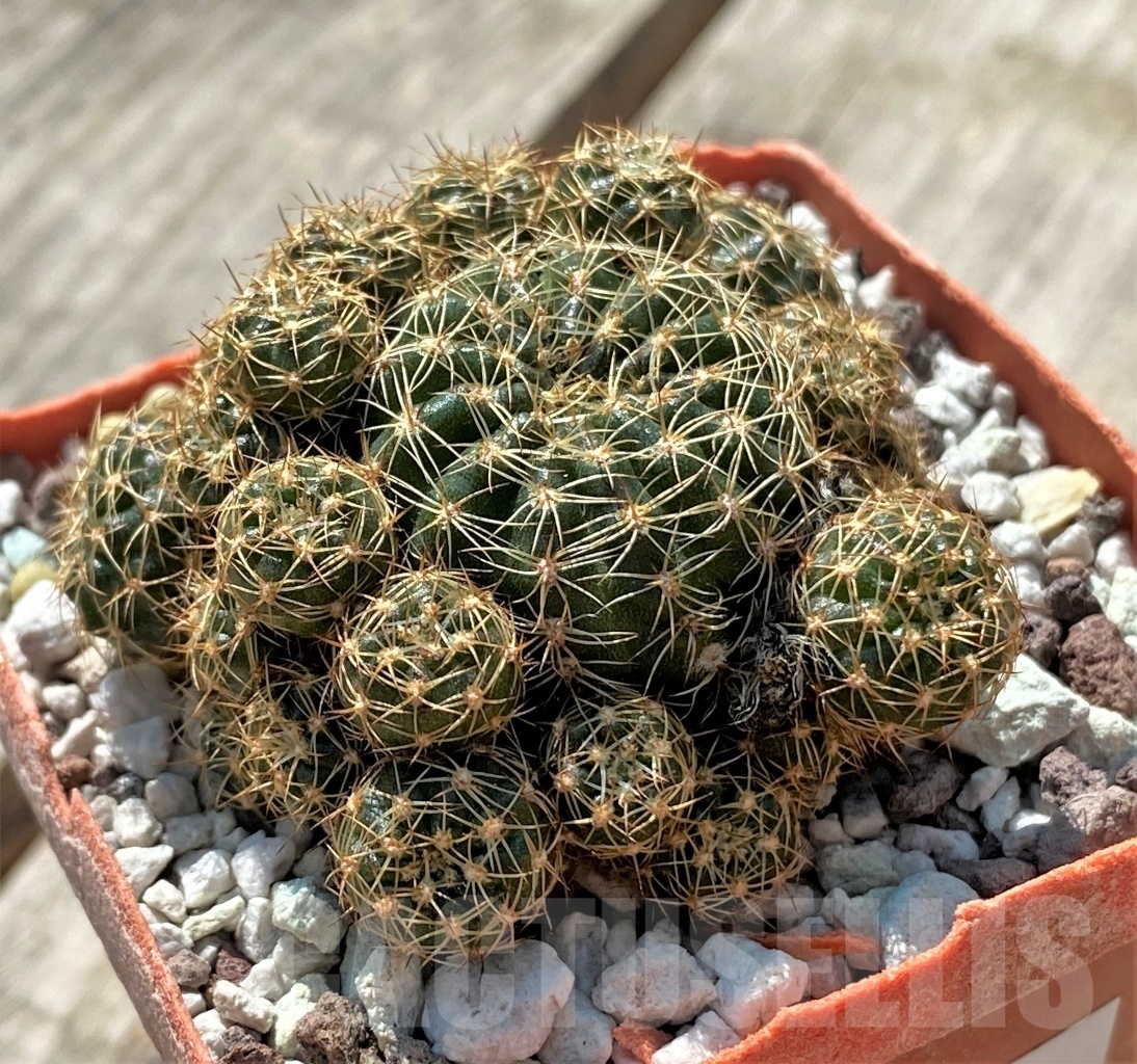 SHPR11908 Lobivia arachnacantha - Image 2