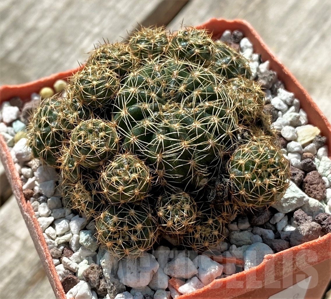 SHPR11908 Lobivia arachnacantha