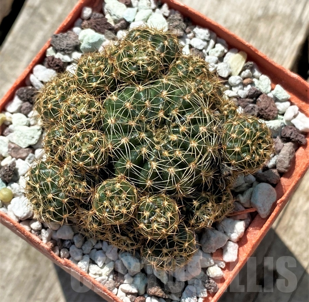 SHPR11908 Lobivia arachnacantha - Image 3