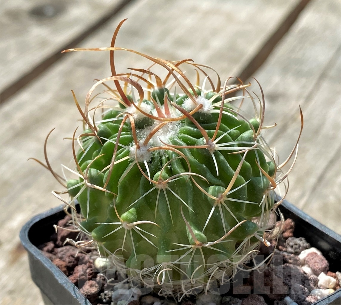 SHPR11910 Echinofossulocactus sp. L1377
