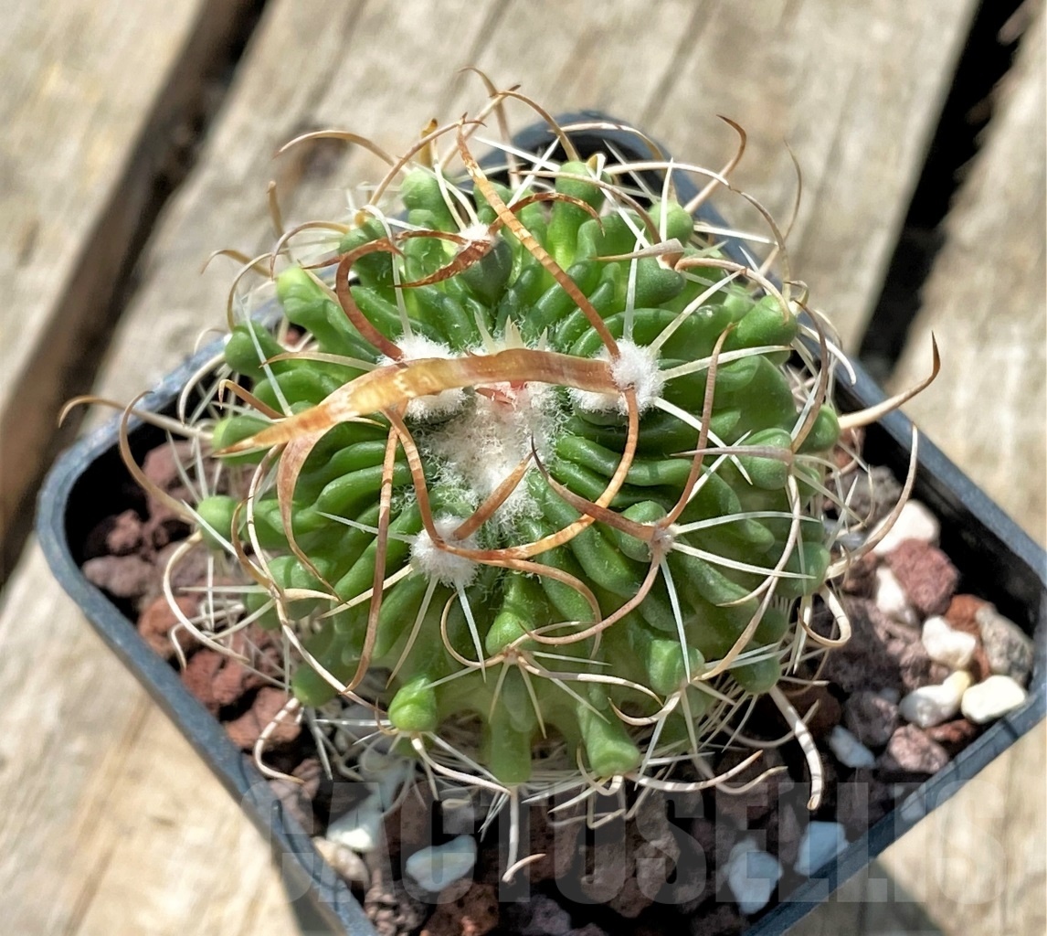 SHPR11910 Echinofossulocactus sp. L1377 - Зображення 2
