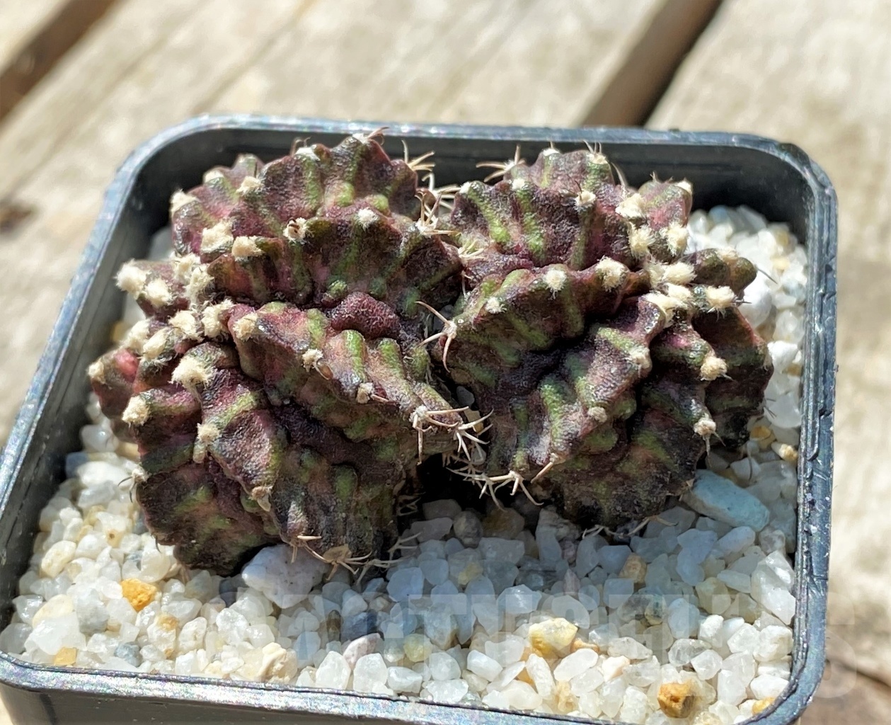 SHPR11911 Gymnocalycium mihanovichii 'T-rex'