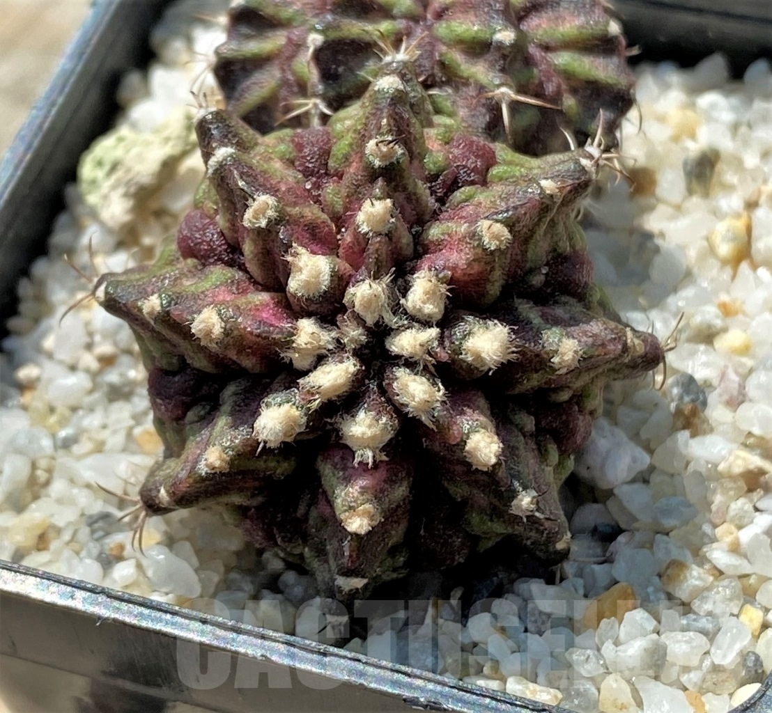 SHPR11911 Gymnocalycium mihanovichii 'T-rex' – Bild 2