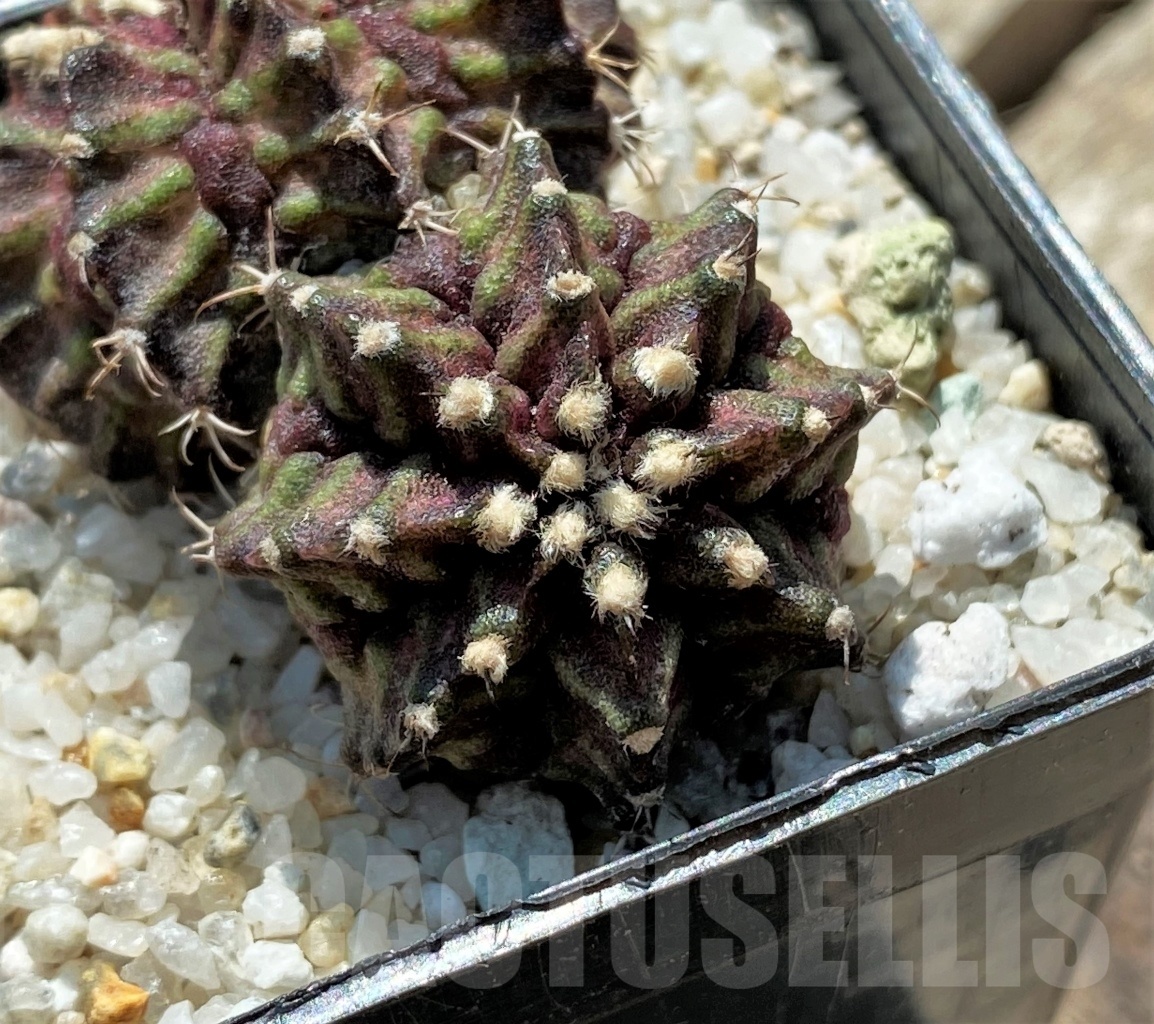 SHPR11911 Gymnocalycium mihanovichii 'T-rex' – Bild 3