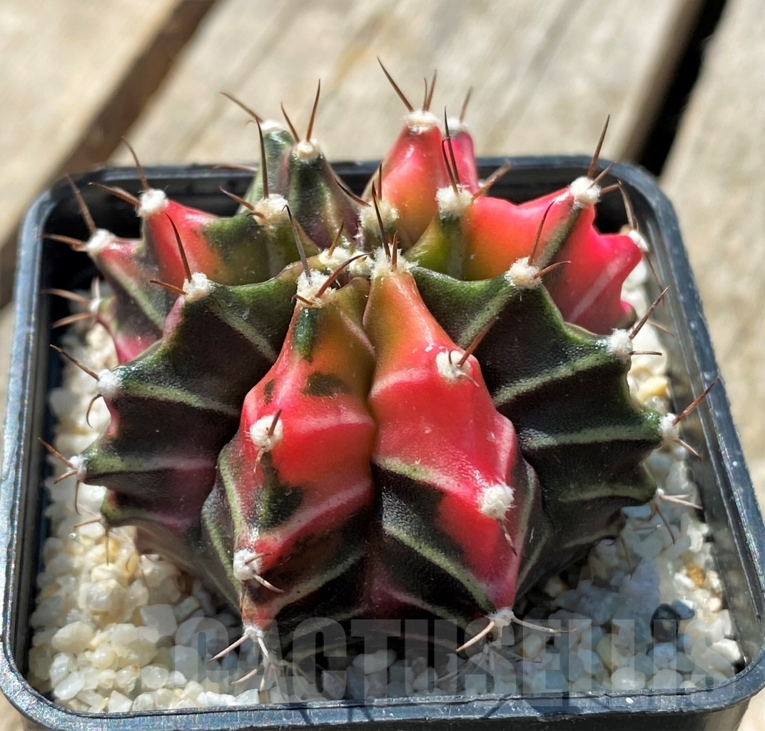 SHPR11913 Gymnocalycium mihanovichii variegata