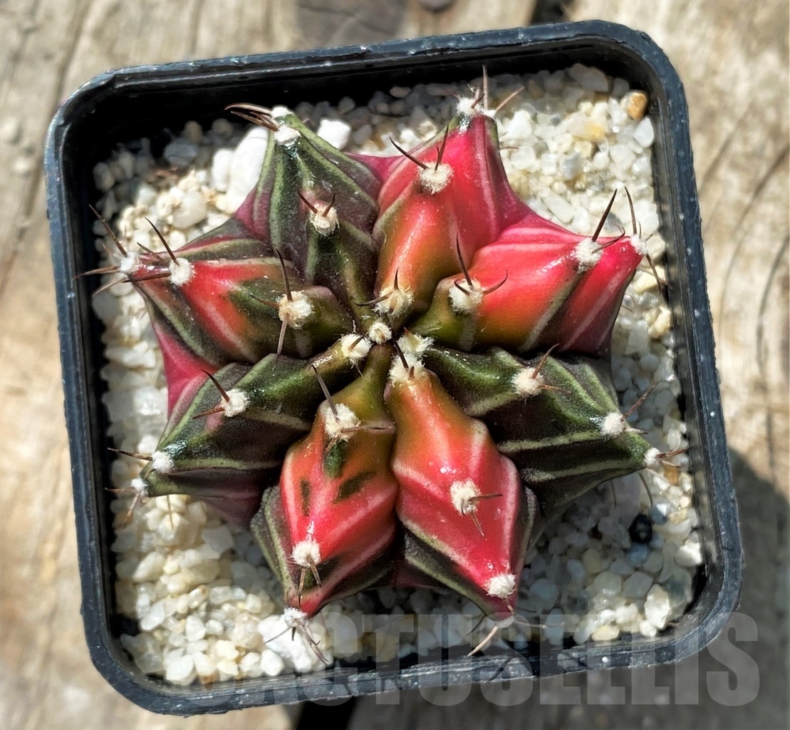 SHPR11913 Gymnocalycium mihanovichii variegata - Image 2