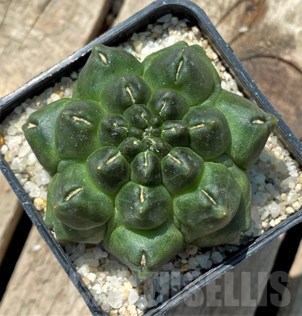 SHPR11914 Gymnocalycium 'Kikko' f. montrose