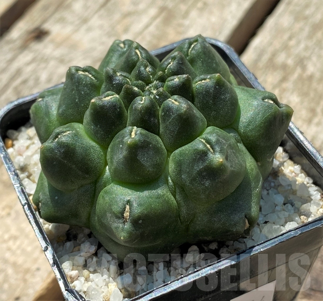 SHPR11914 Gymnocalycium 'Kikko' f. montrose - Image 2