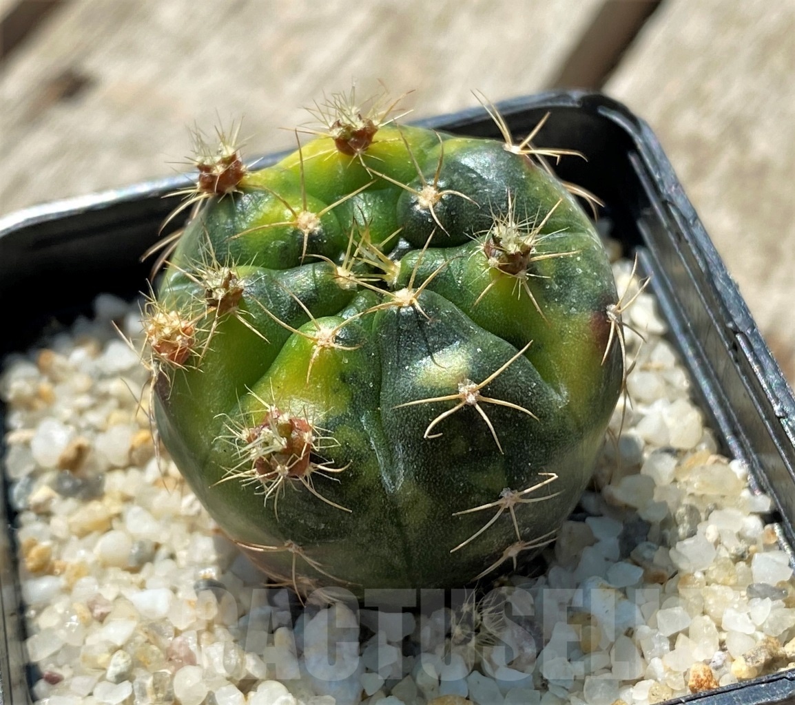 SHPR11915 Gymnocalycium damsii f. variegata