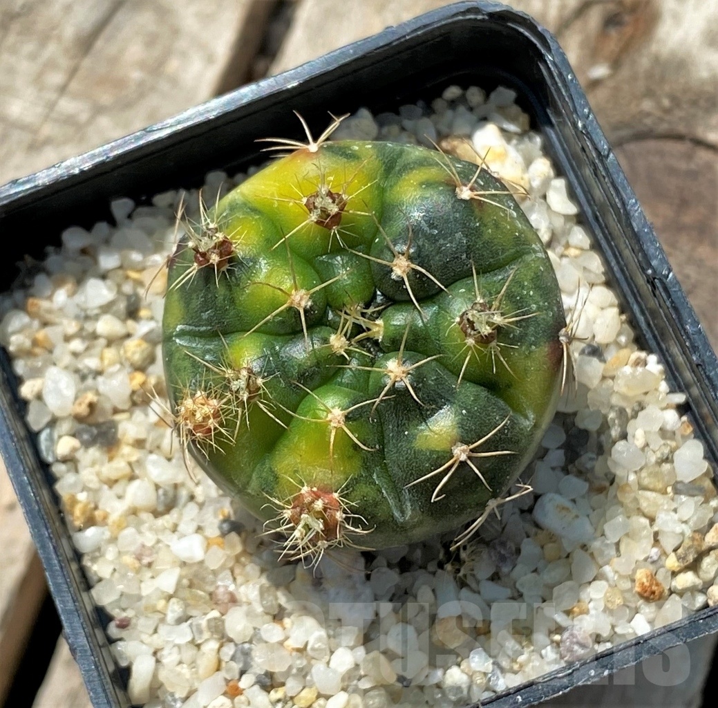 SHPR11915 Gymnocalycium damsii f. variegata - Image 2