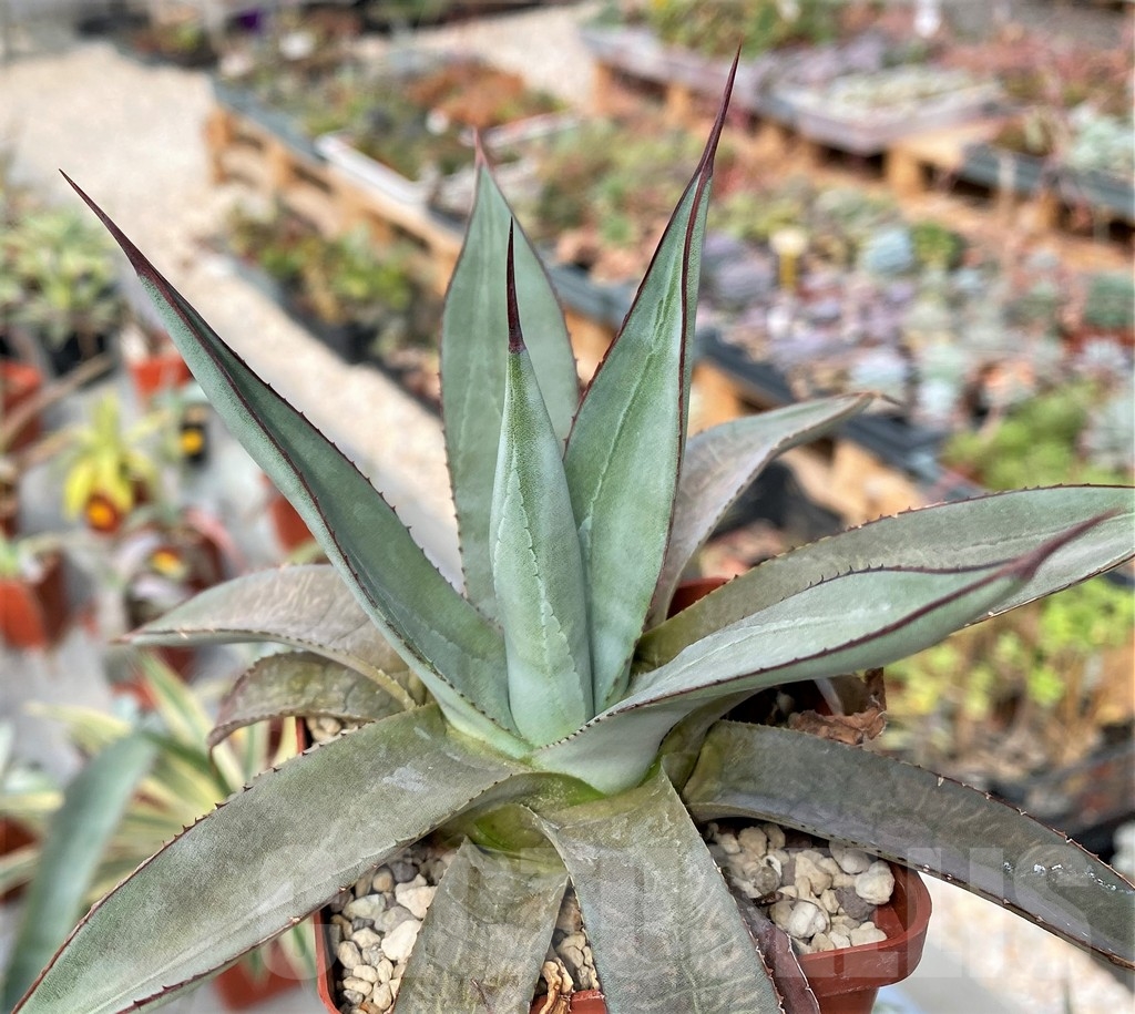 SH1041 Agave "Blue emperor"