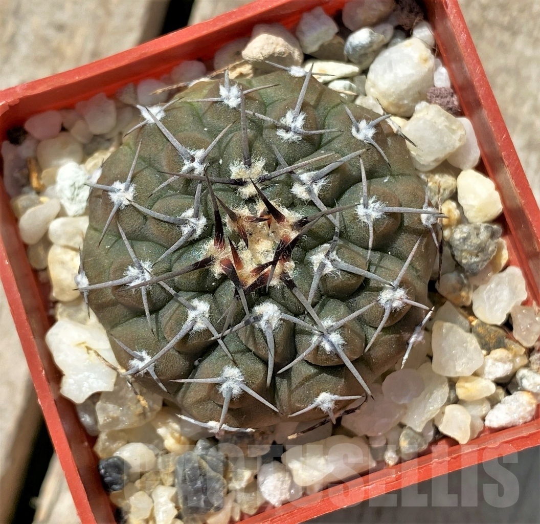 SHPR11916 Gymnocalycium sp. Telaritos -Haage-