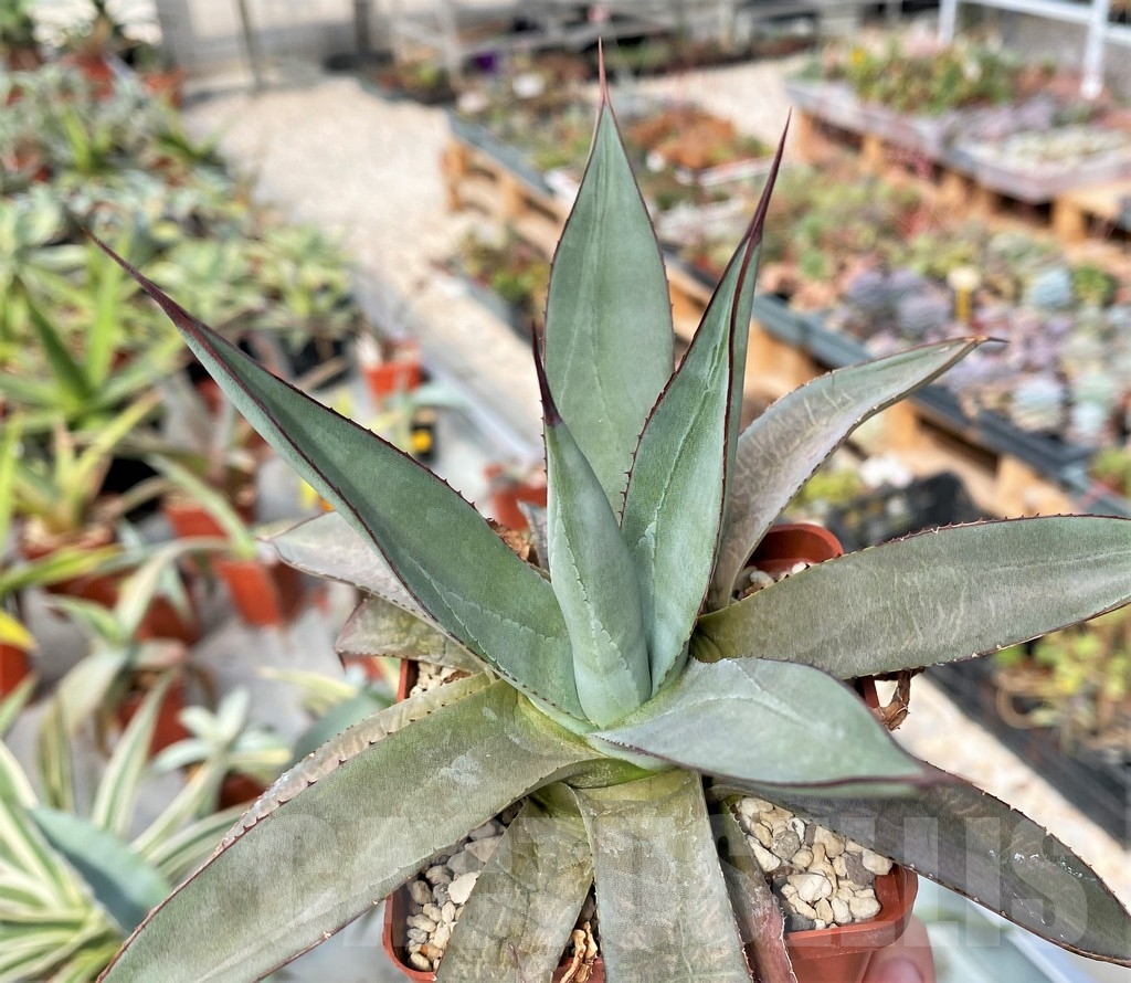 SH1041 Agave "Blue emperor" - Image 4