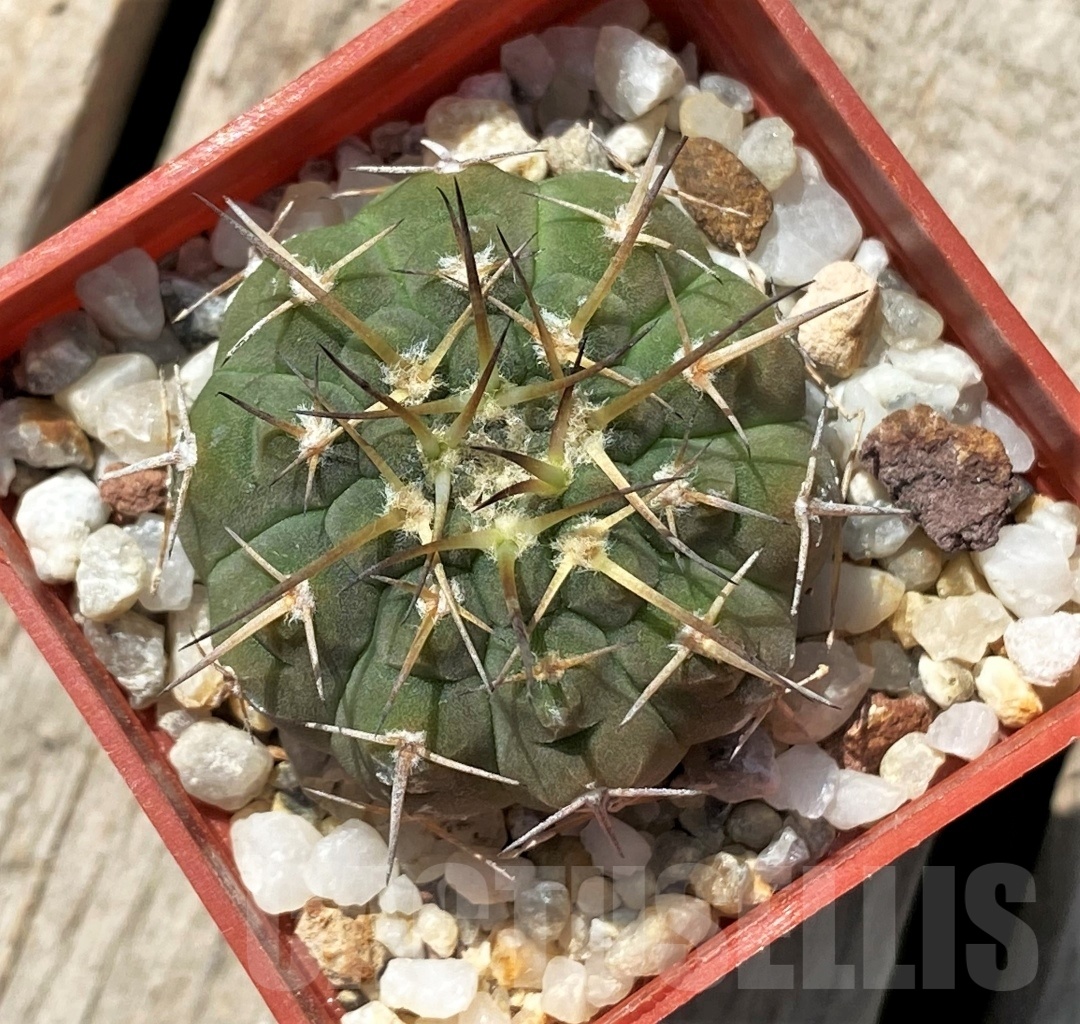 SHPR11917 Gymnocalycium sp. Telaritos -Haage-
