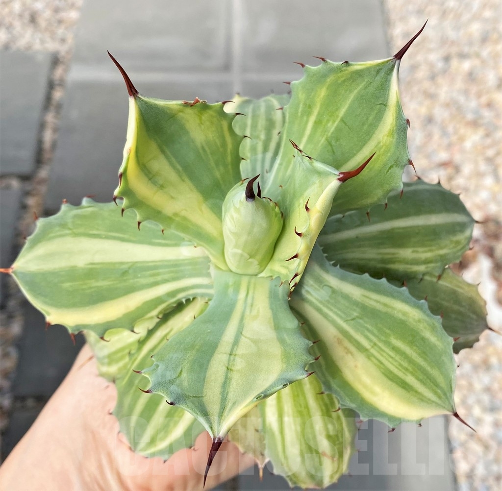 SHPR5949 Agave isthmensis f.variegata