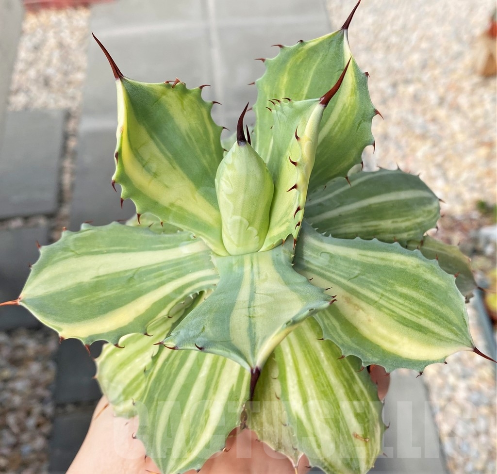 SHPR5949 Agave isthmensis f.variegata - Image 2