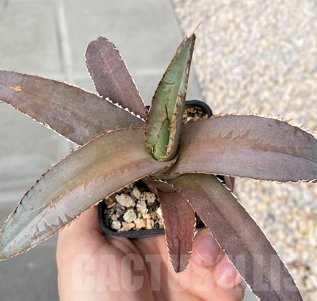 SHPR9286 Agave megalodonta - Image 2