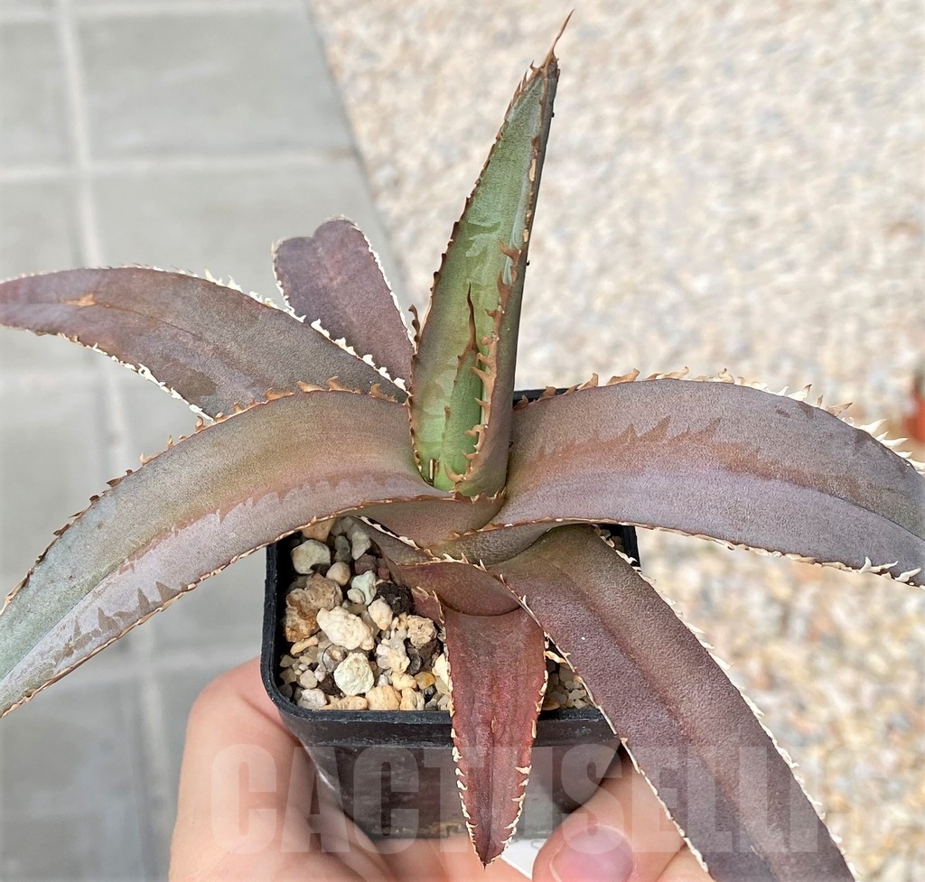 SHPR9286 Agave megalodonta