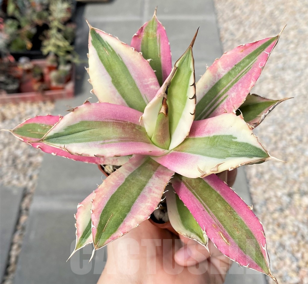 SHPRE17361 Agave titanota 'Snaggle Tooth'