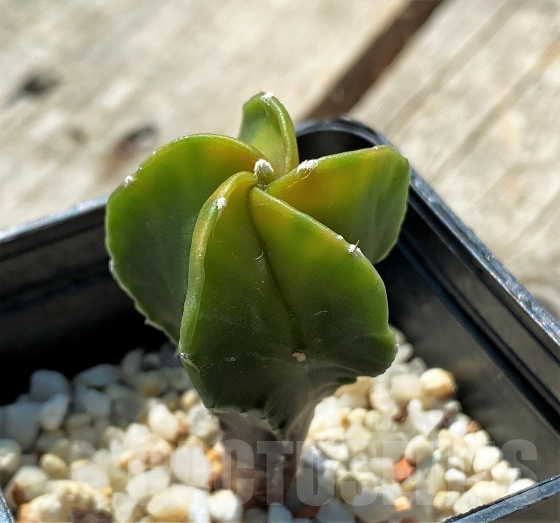 SHPR11921 Astrophytum myriostigma variegata