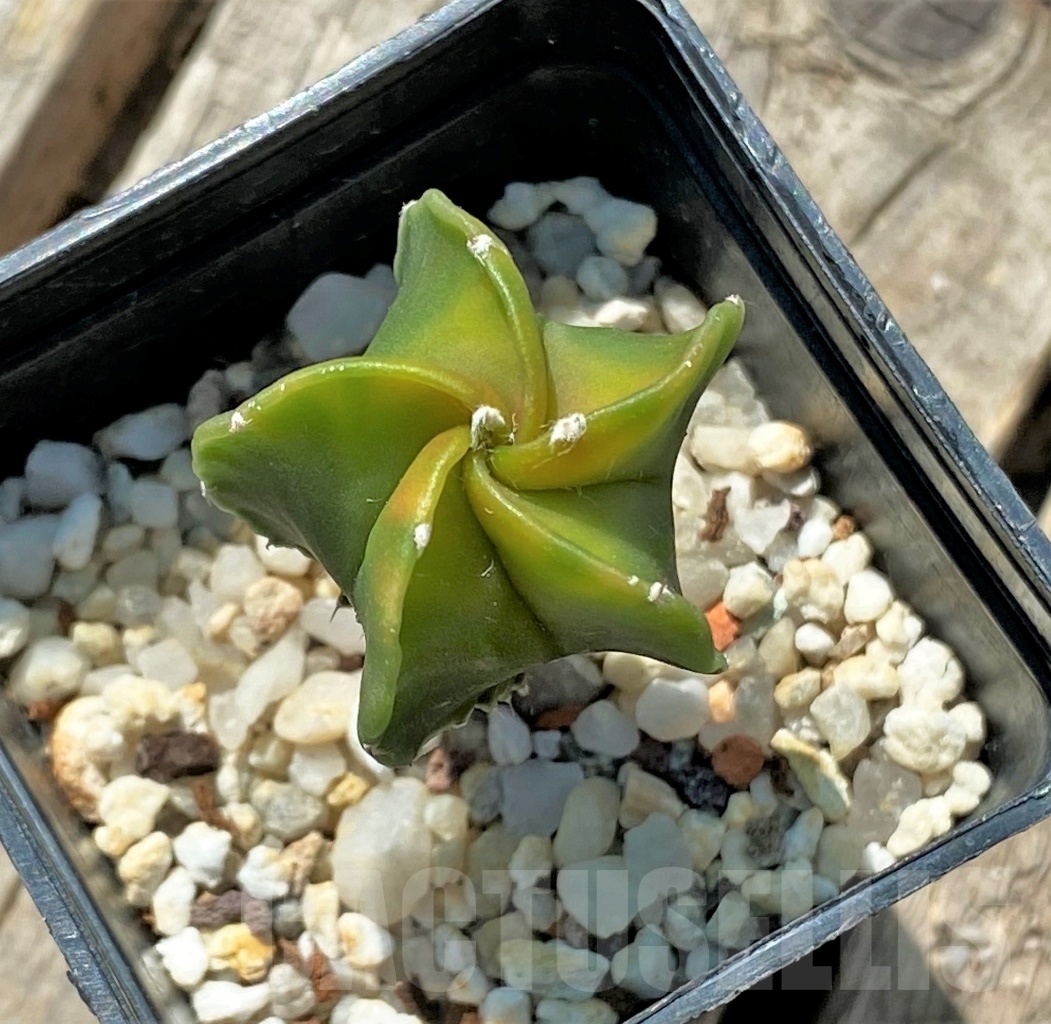 SHPR11921 Astrophytum myriostigma variegata - Image 2
