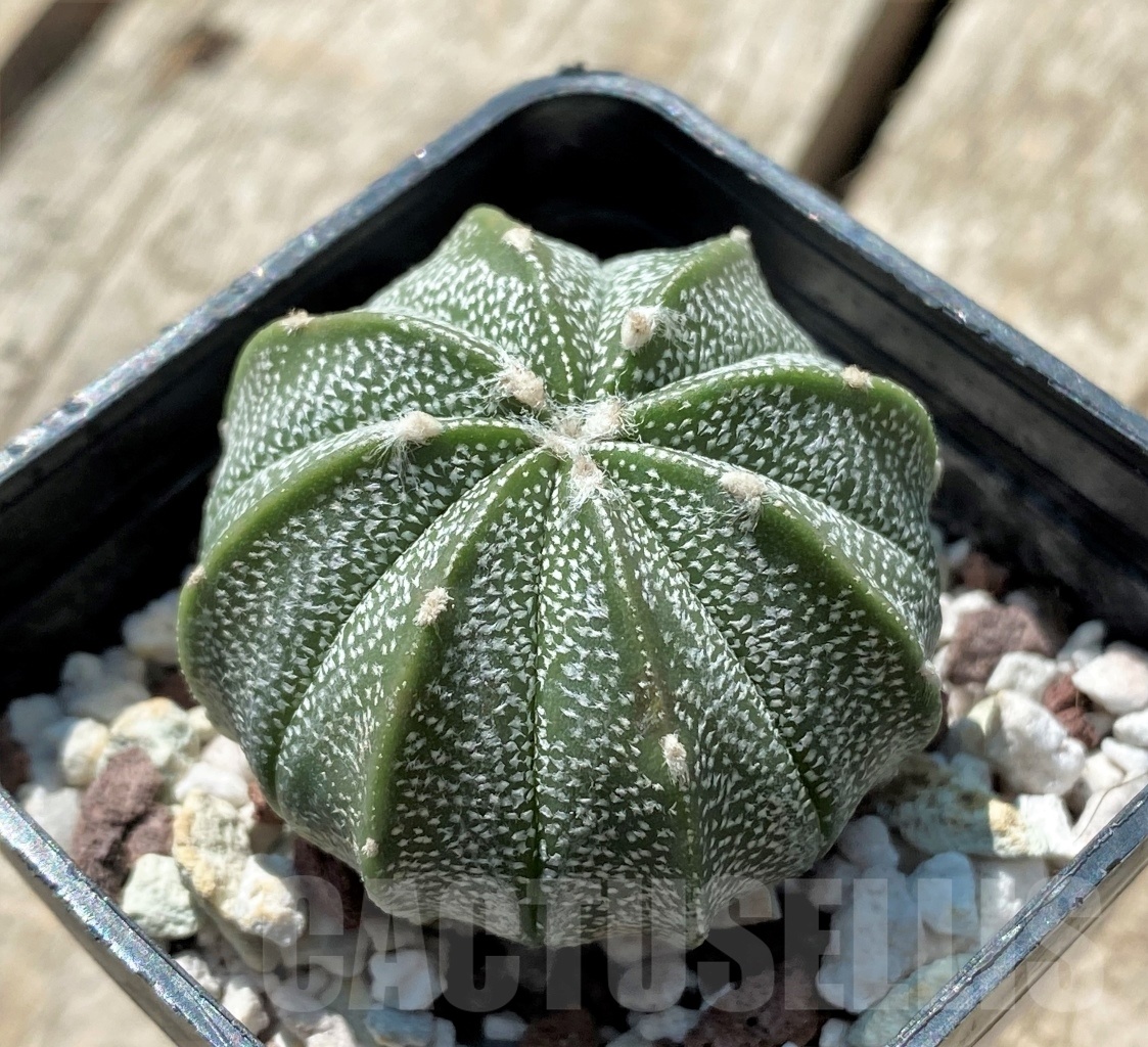 SHPR11922 Astrophytum asterias x myriostigma - Image 2