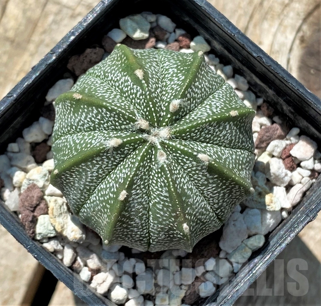 SHPR11922 Astrophytum asterias x myriostigma