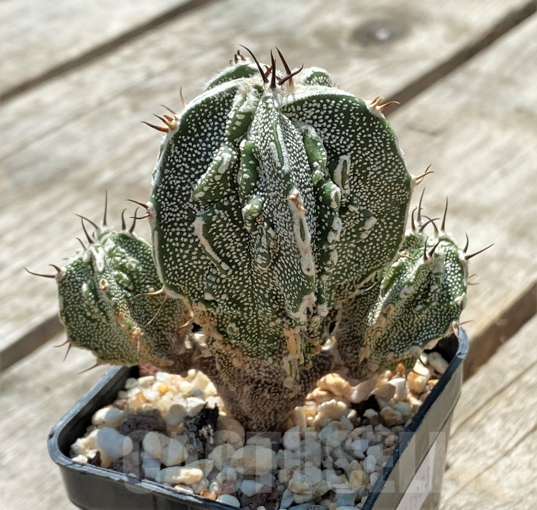 SHPR11923 Astrophytum ornatum 'Fukuryu' - Image 3