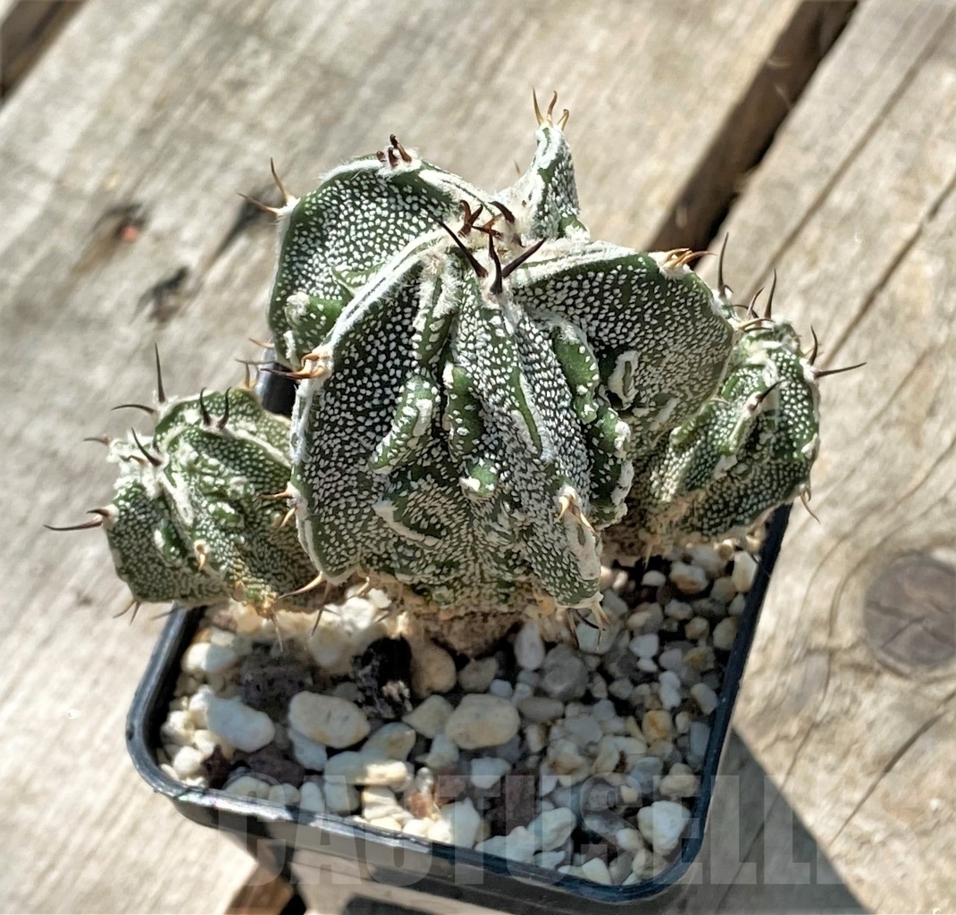 SHPR11923 Astrophytum ornatum 'Fukuryu'