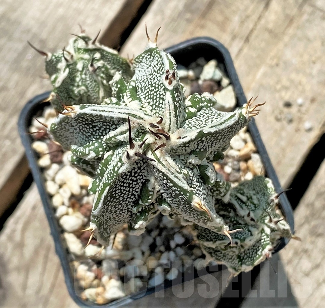 SHPR11923 Astrophytum ornatum 'Fukuryu' - Image 2