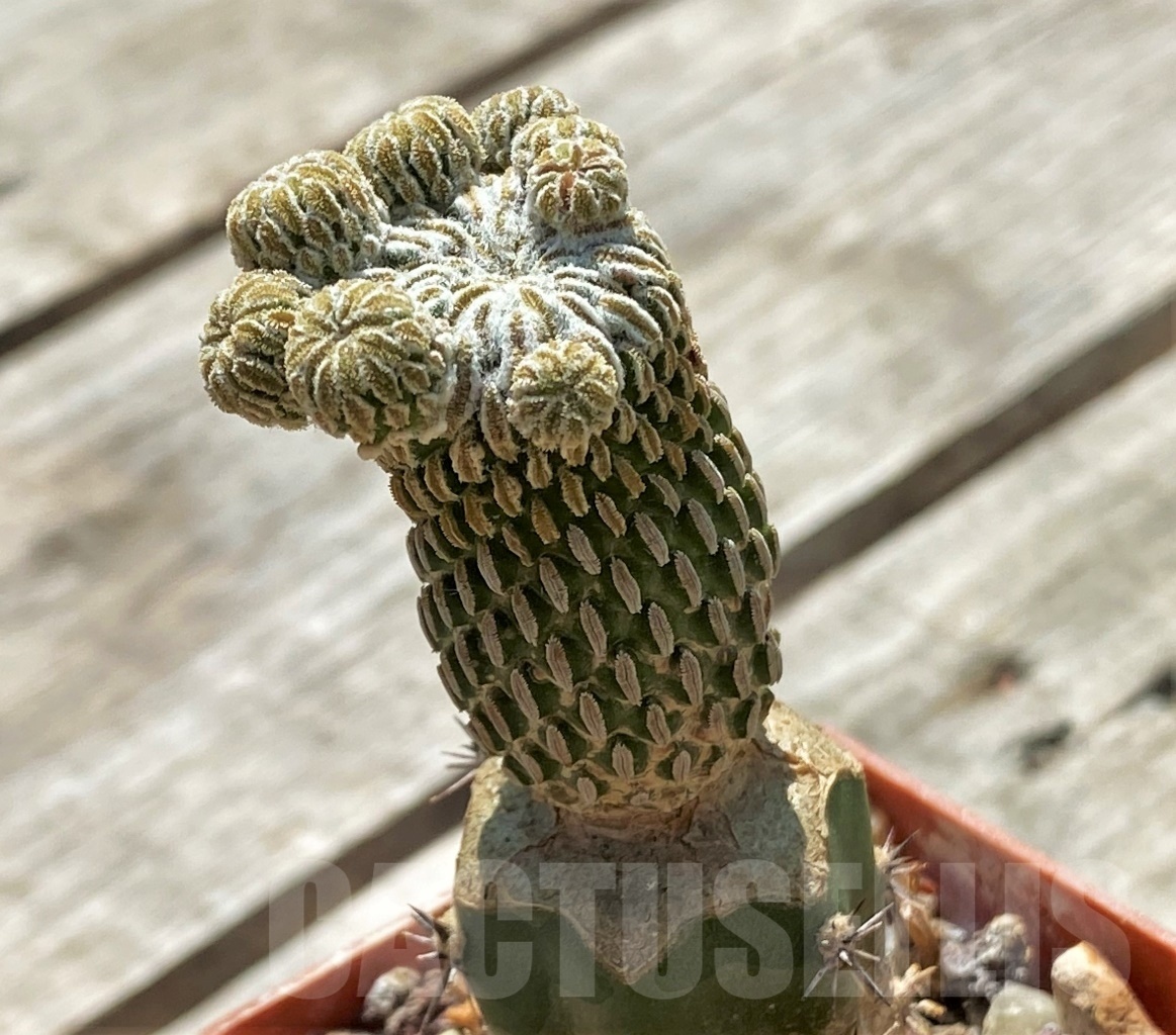 SHPR11924 Pelecyphora aselliformis f. monstruosa, grafteed - 画像 (2)