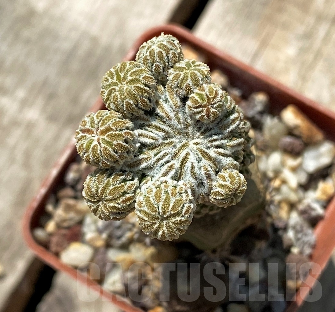 SHPR11924 Pelecyphora aselliformis f. monstruosa, grafteed