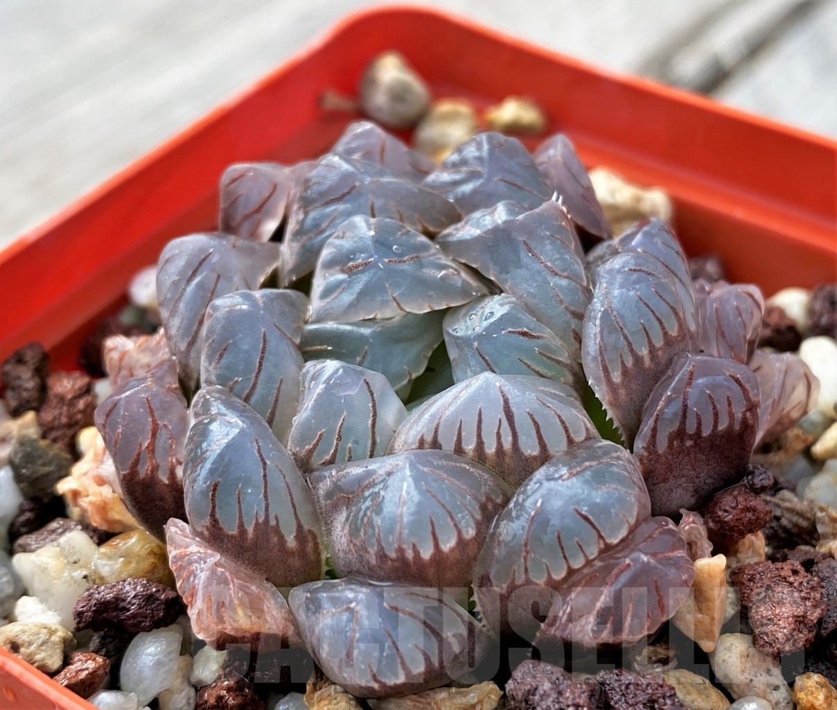 SHPR10025 Haworthia obtusa 'Dodson'