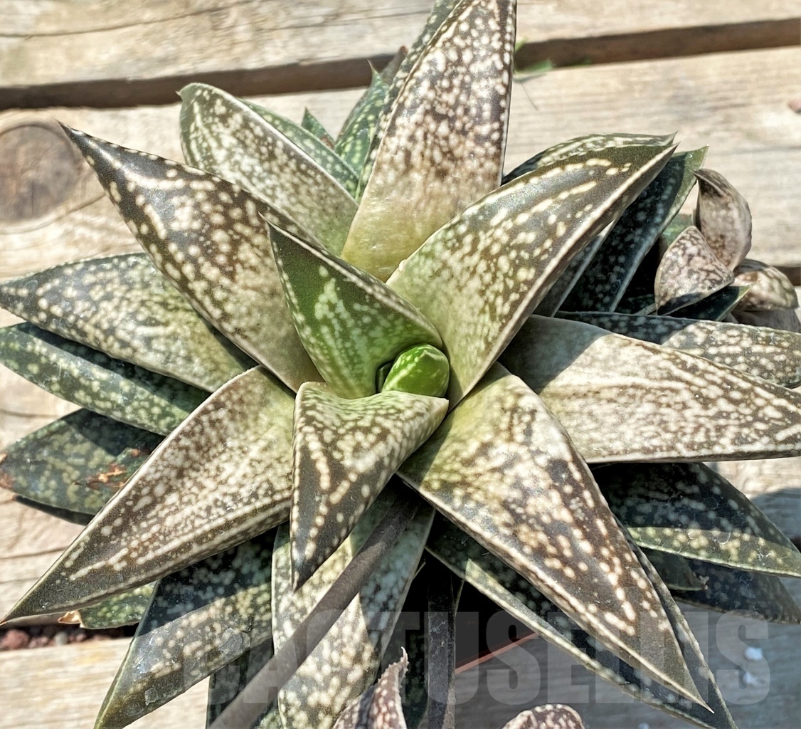 SHPR2777 Gastrolea Beguinii