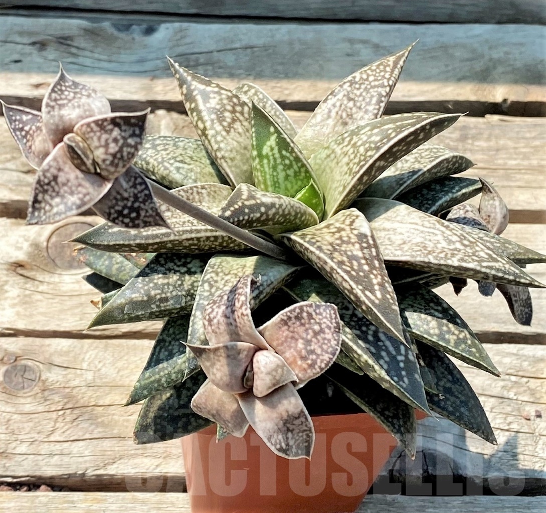 SHPR2777 Gastrolea Beguinii - Image 2