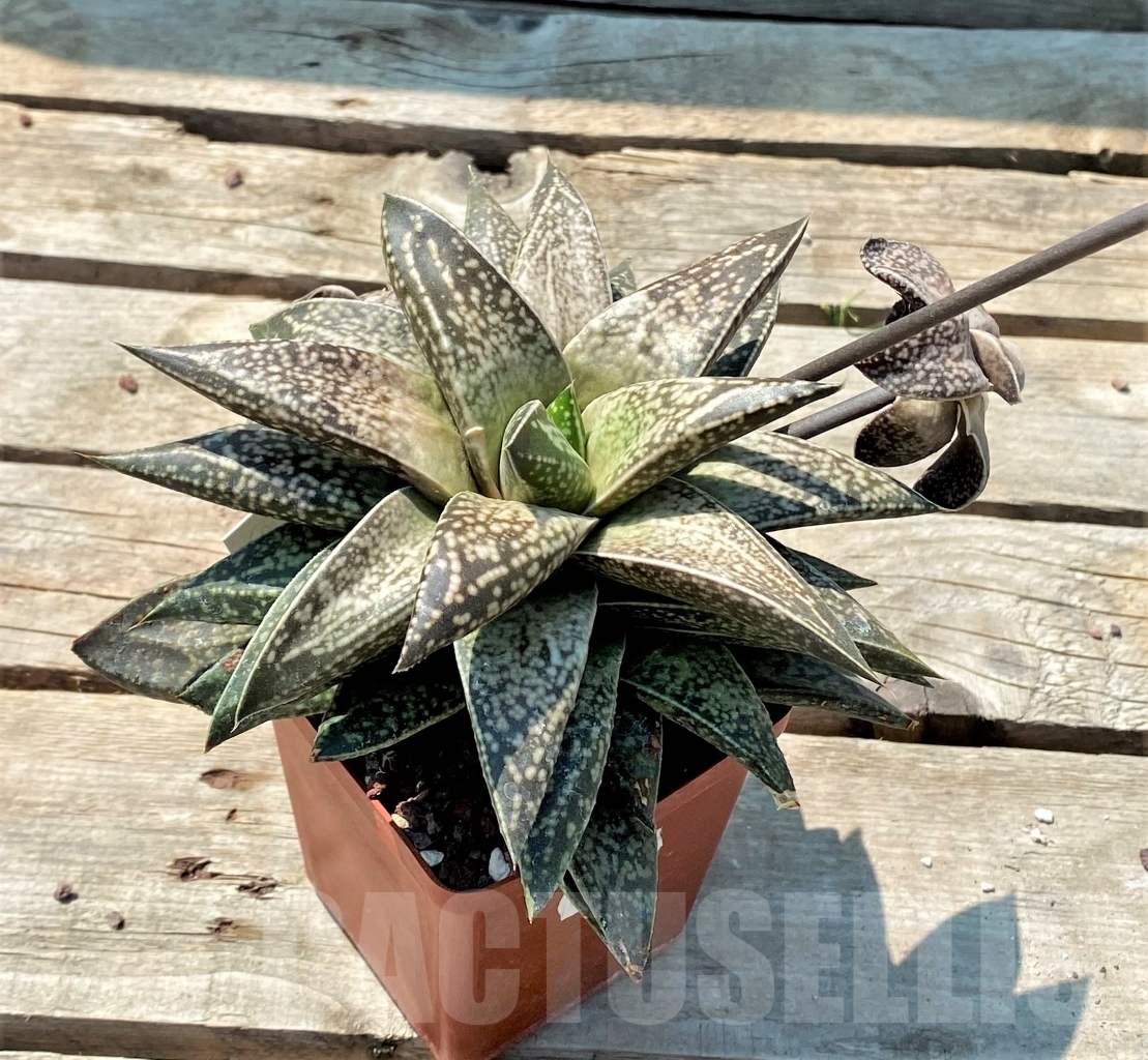 SHPR2777 Gastrolea Beguinii - Image 3