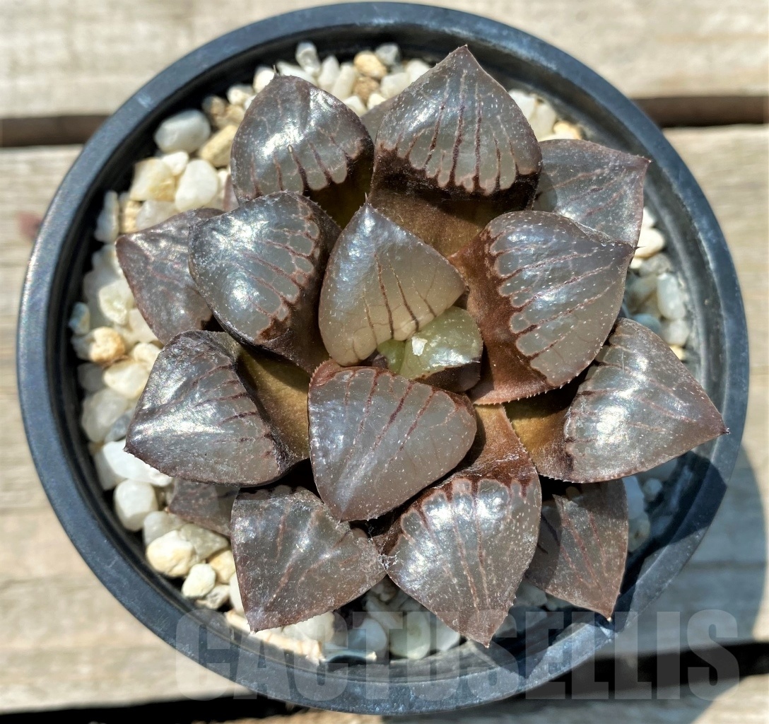 SHPR11960 Haworthia 'Sun Moon Lake' H031 - immagine 2