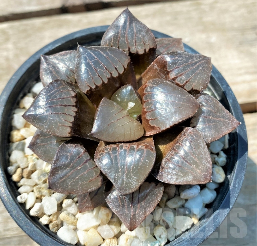 SHPR11960 Haworthia 'Sun Moon Lake' H031