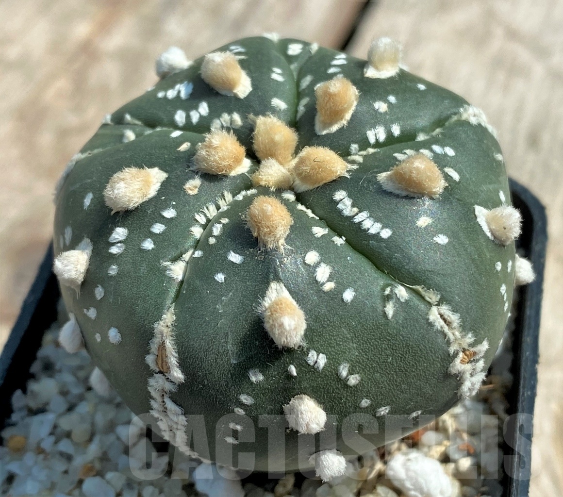 SHPR11925 Astrophytum asterias 5 ribs - Image 2